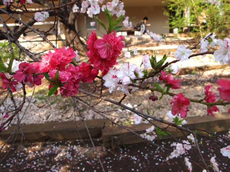 f:id:kachira:20120412160355j:image f:id:kachira:20120412160355j:image