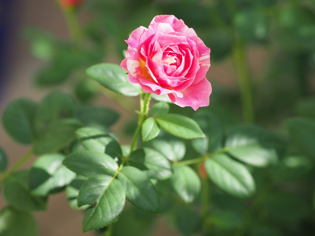 葉色明るく花も可憐な クロード モネ デルバール Kaco S Small Rose Garden