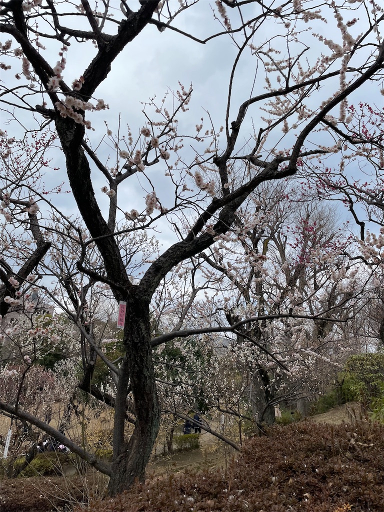 f:id:kadomix:20230306171807j:image