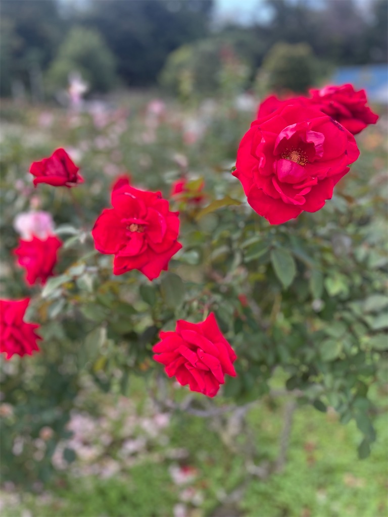 f:id:kadomix:20241106170925j:image