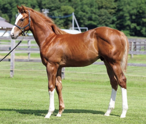 ターファイトクラブ ニシノマザーアース Crest2 へ出資しました 競馬ライター高橋楓の一口馬主ライフ ターファイトクラブ ニシノマザーアース Crest2 へ出資しました 競馬ライター高橋楓の一口馬主ライフ