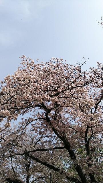 f:id:kaede_hutaba:20180406115652j:image f:id:kaede_hutaba:20180406115652j:image