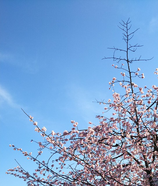f:id:kaede_hutaba:20190329162417j:image f:id:kaede_hutaba:20190329162417j:image