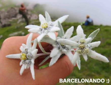 f:id:kaedetaniyoshi:20181005013610j:plain