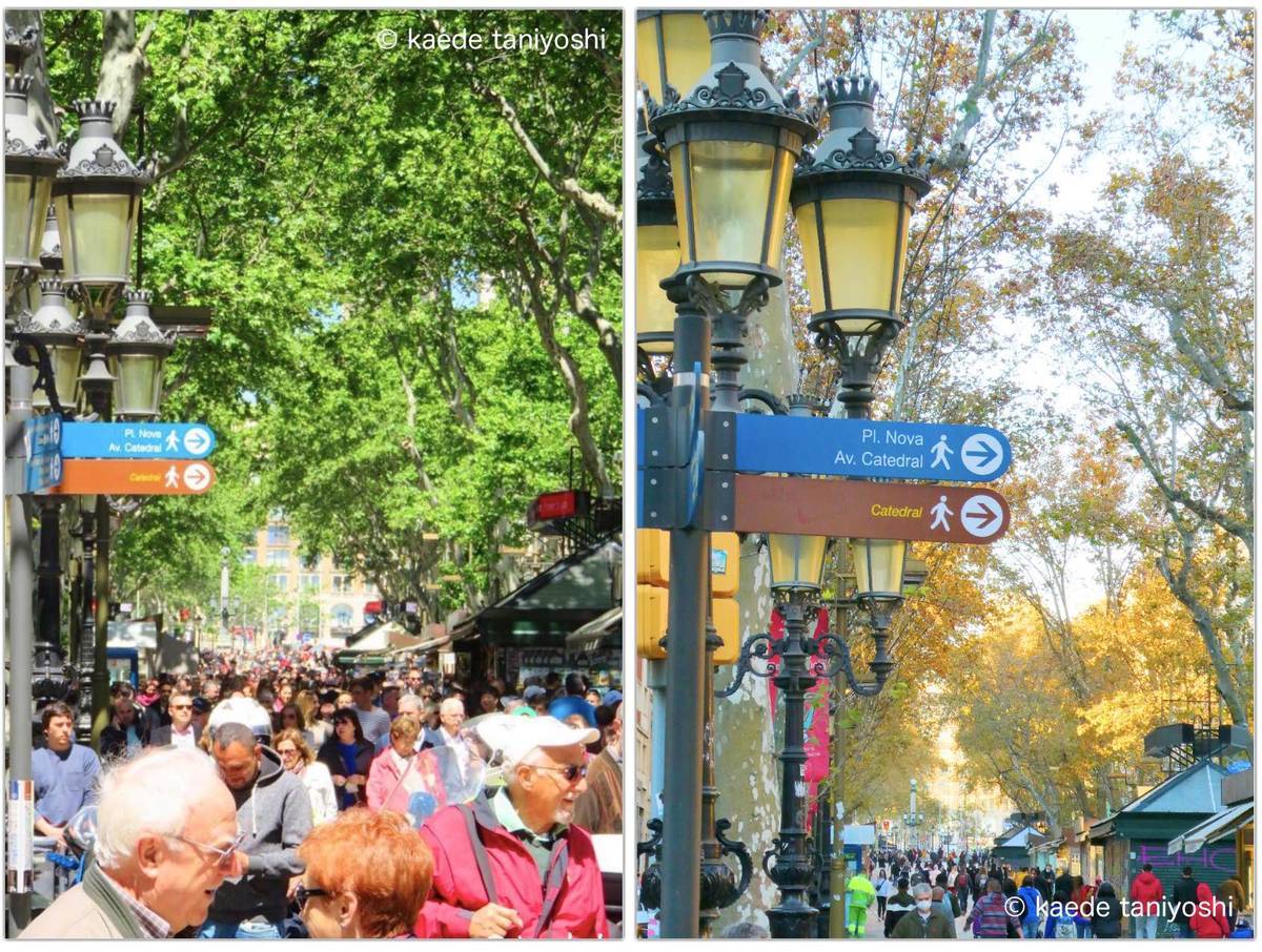 f:id:kaedetaniyoshi:20201204065645j:plain