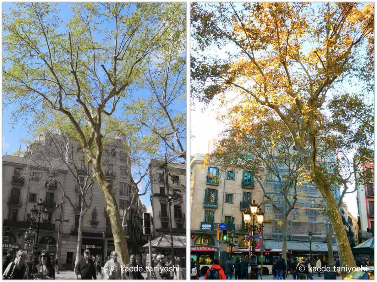 f:id:kaedetaniyoshi:20201204065702j:plain