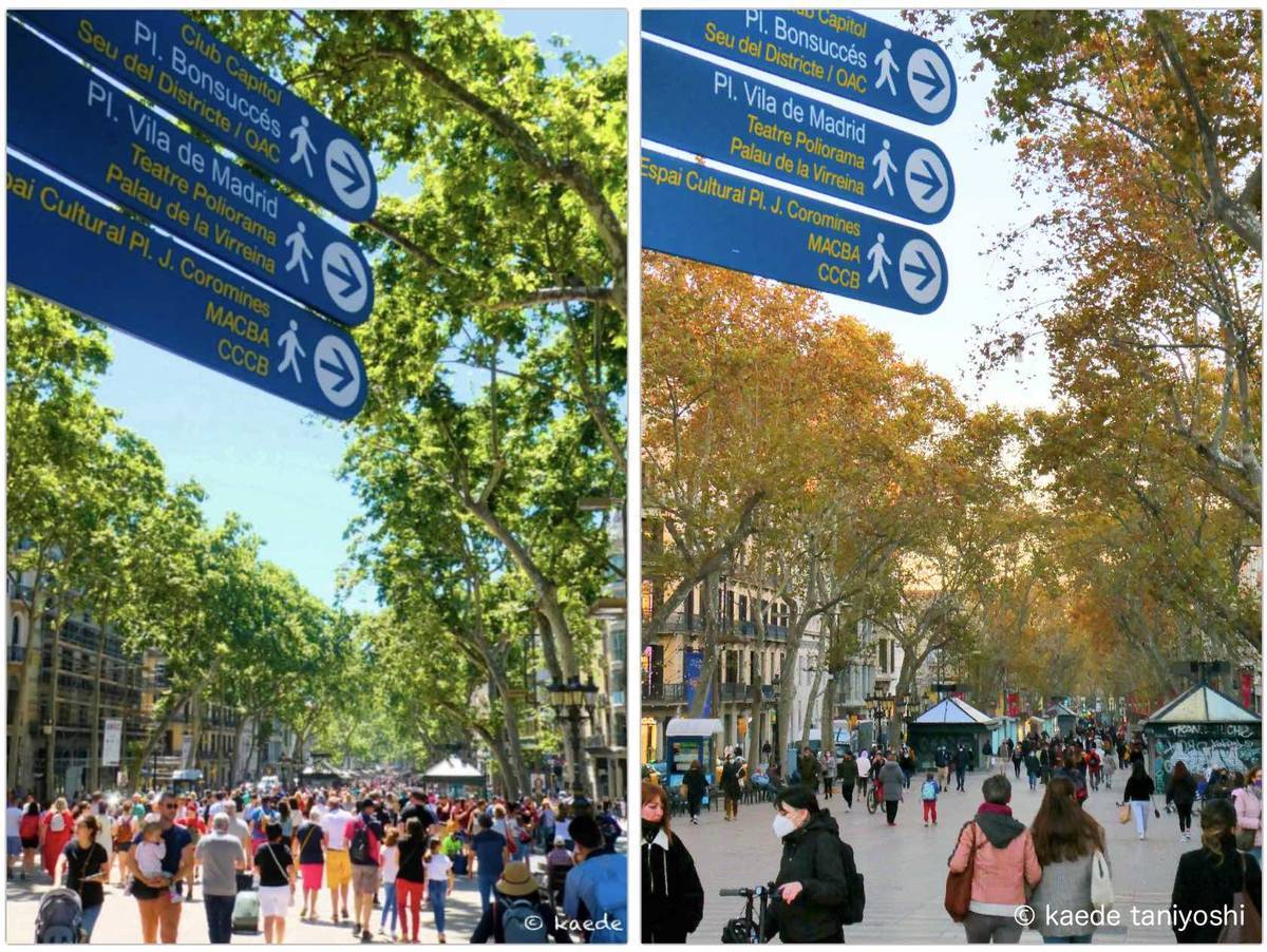 f:id:kaedetaniyoshi:20201204065704j:plain