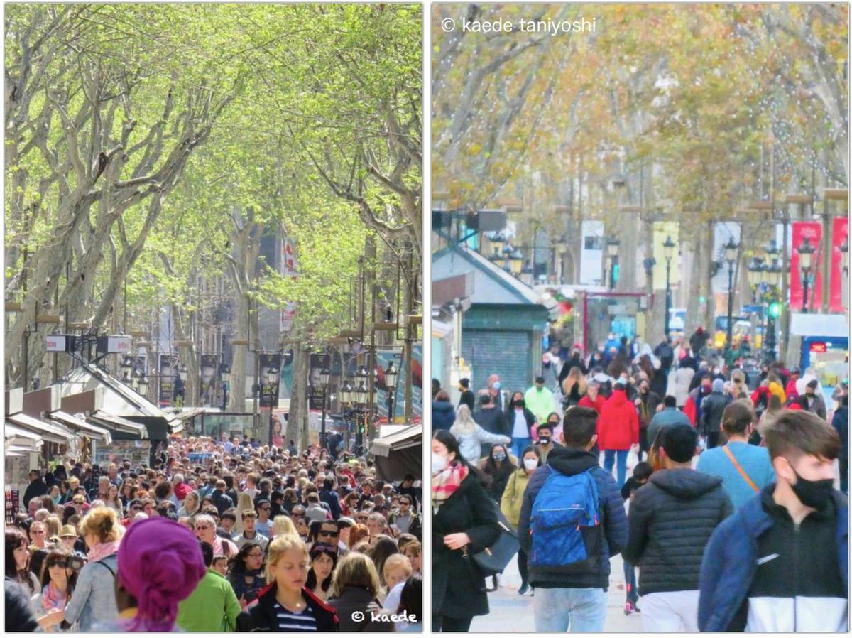 f:id:kaedetaniyoshi:20201204065708j:plain