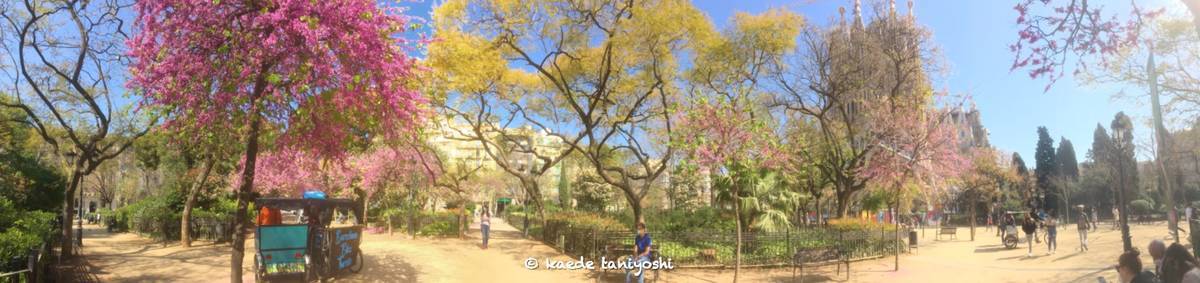 f:id:kaedetaniyoshi:20210407093042j:plain