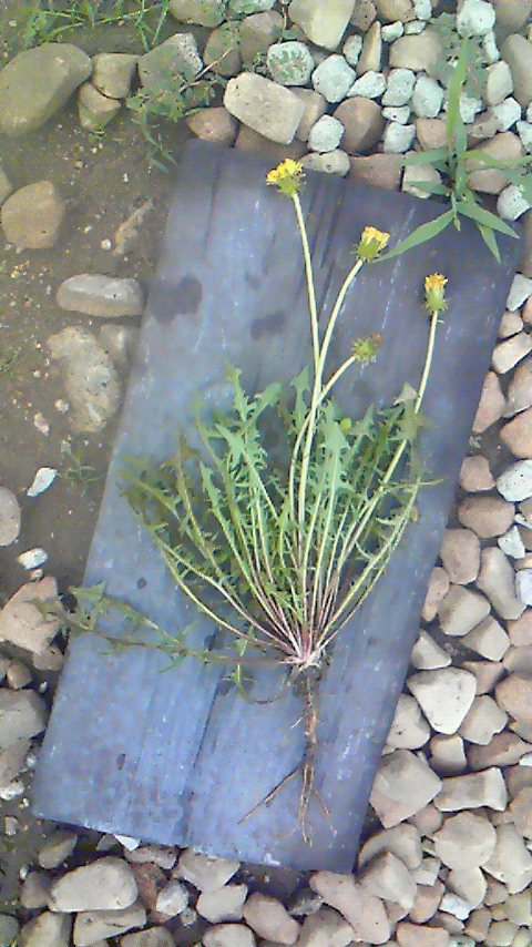 f:id:kaedeya:20180815205933j:plain