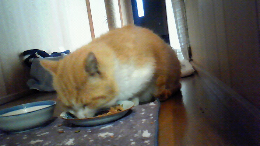 f:id:kaedeya:20190112151027j:plain