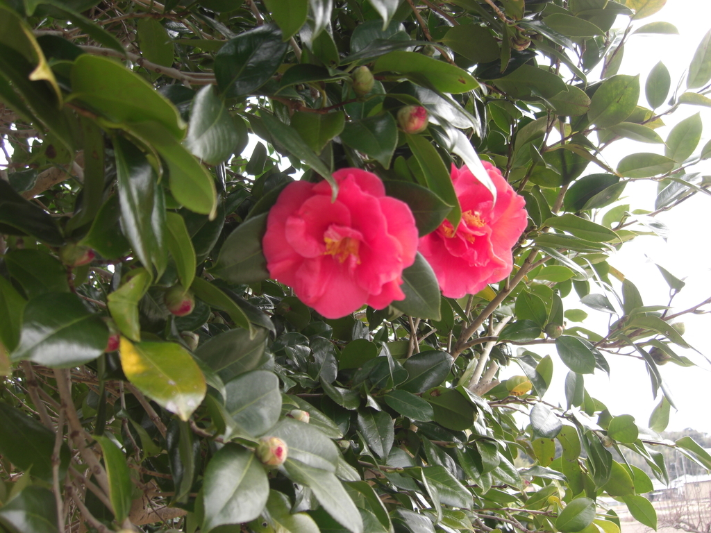 f:id:kaedeya:20190212123427j:plain f:id:kaedeya:20190212123427j:plain
