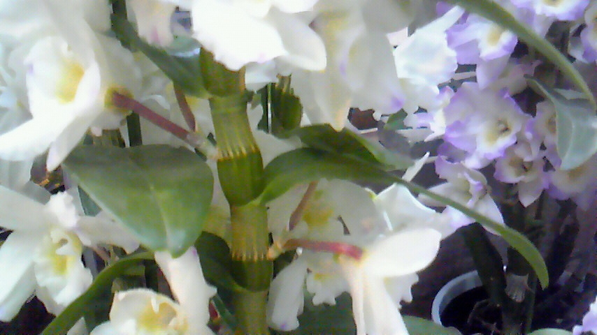 f:id:kaedeya:20190228140624j:plain f:id:kaedeya:20190228140624j:plain