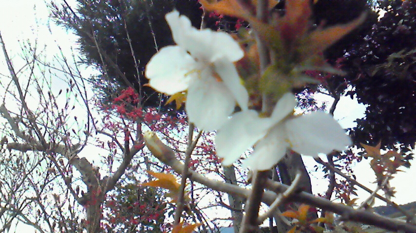 f:id:kaedeya:20190331200712j:plain f:id:kaedeya:20190331200712j:plain