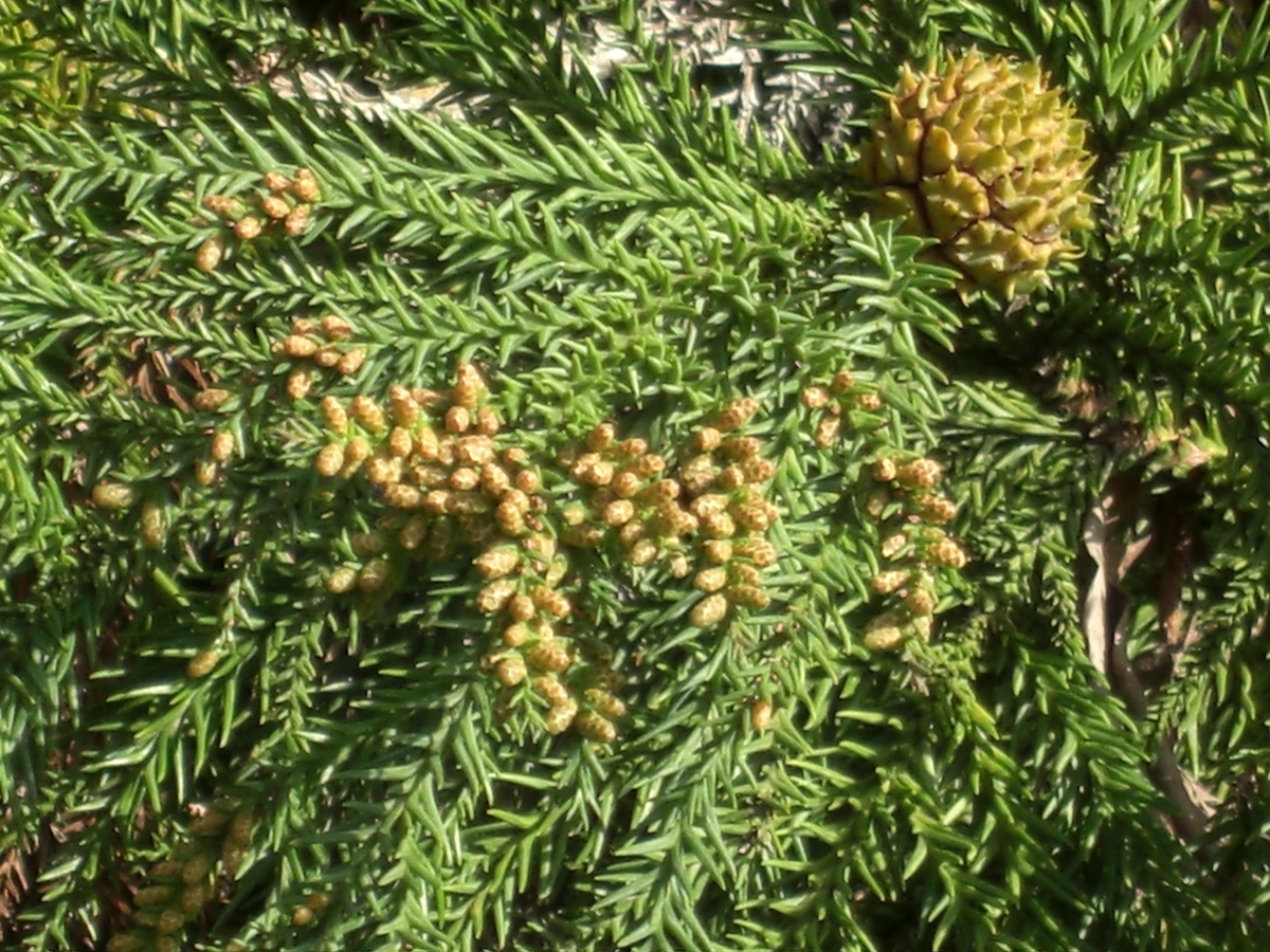 f:id:kaedeya:20190414112048j:plain f:id:kaedeya:20190414112048j:plain