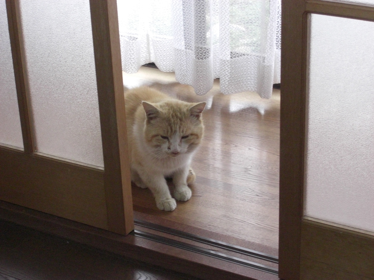 f:id:kaedeya:20190417124850j:plain