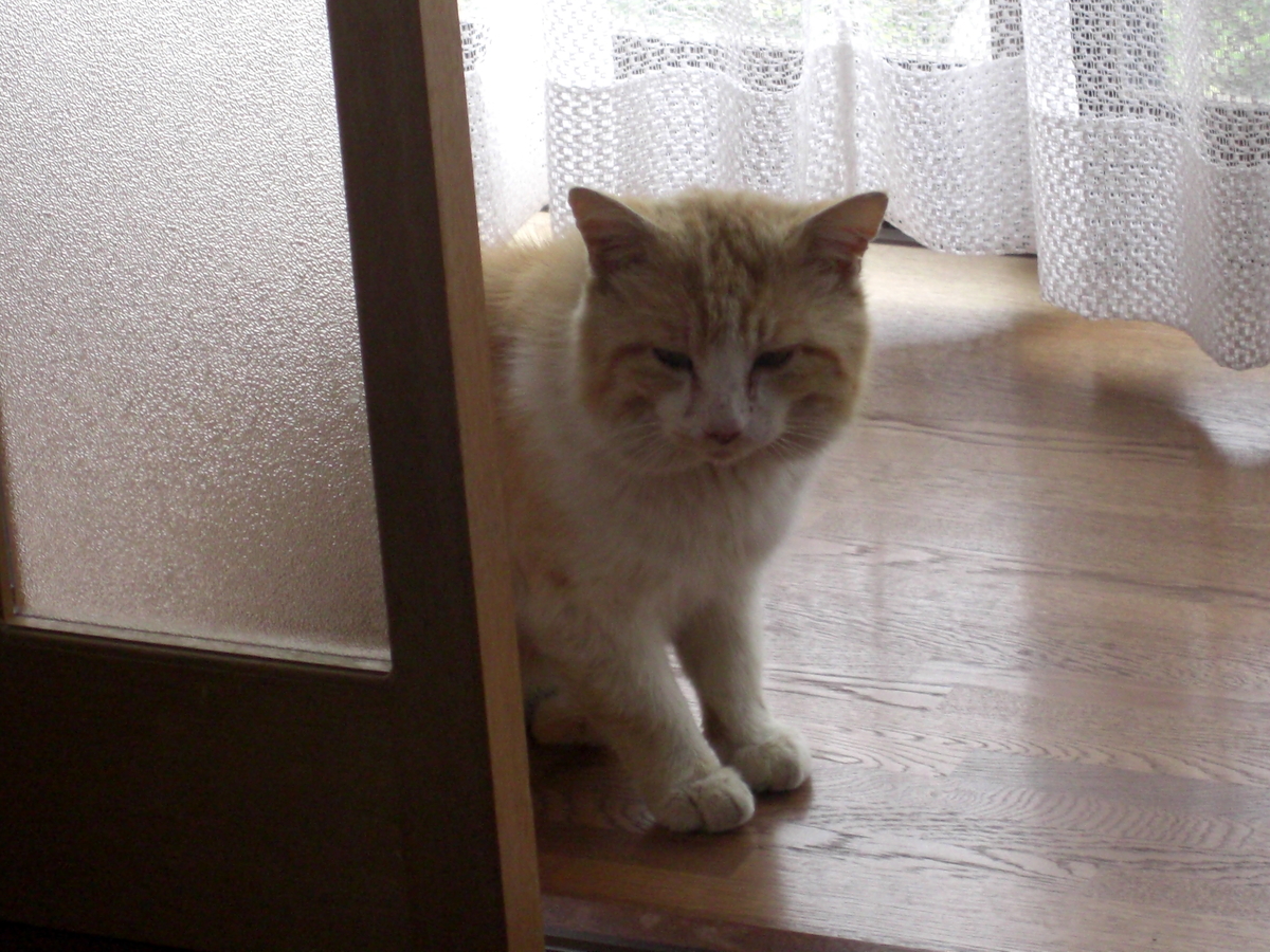 f:id:kaedeya:20190421143730j:plain