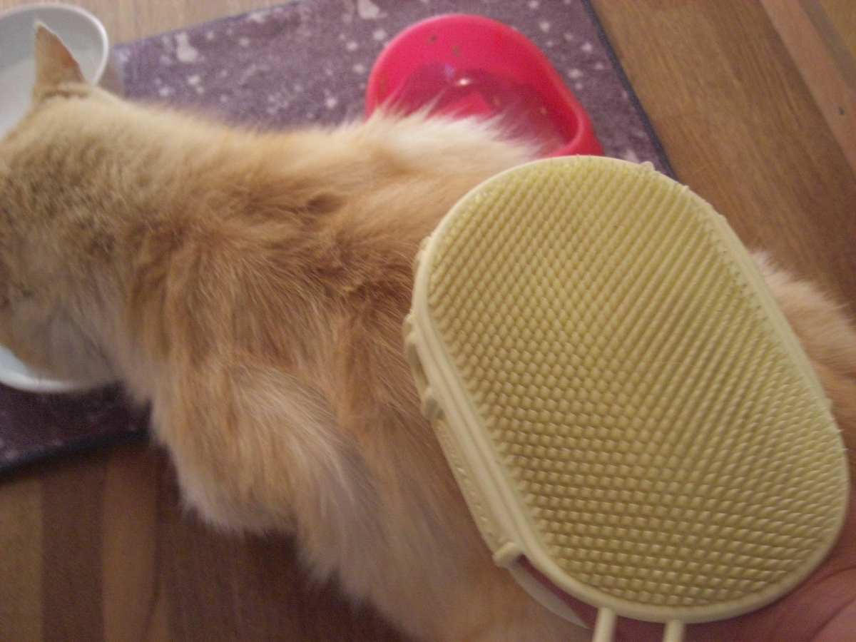 f:id:kaedeya:20190421143933j:plain