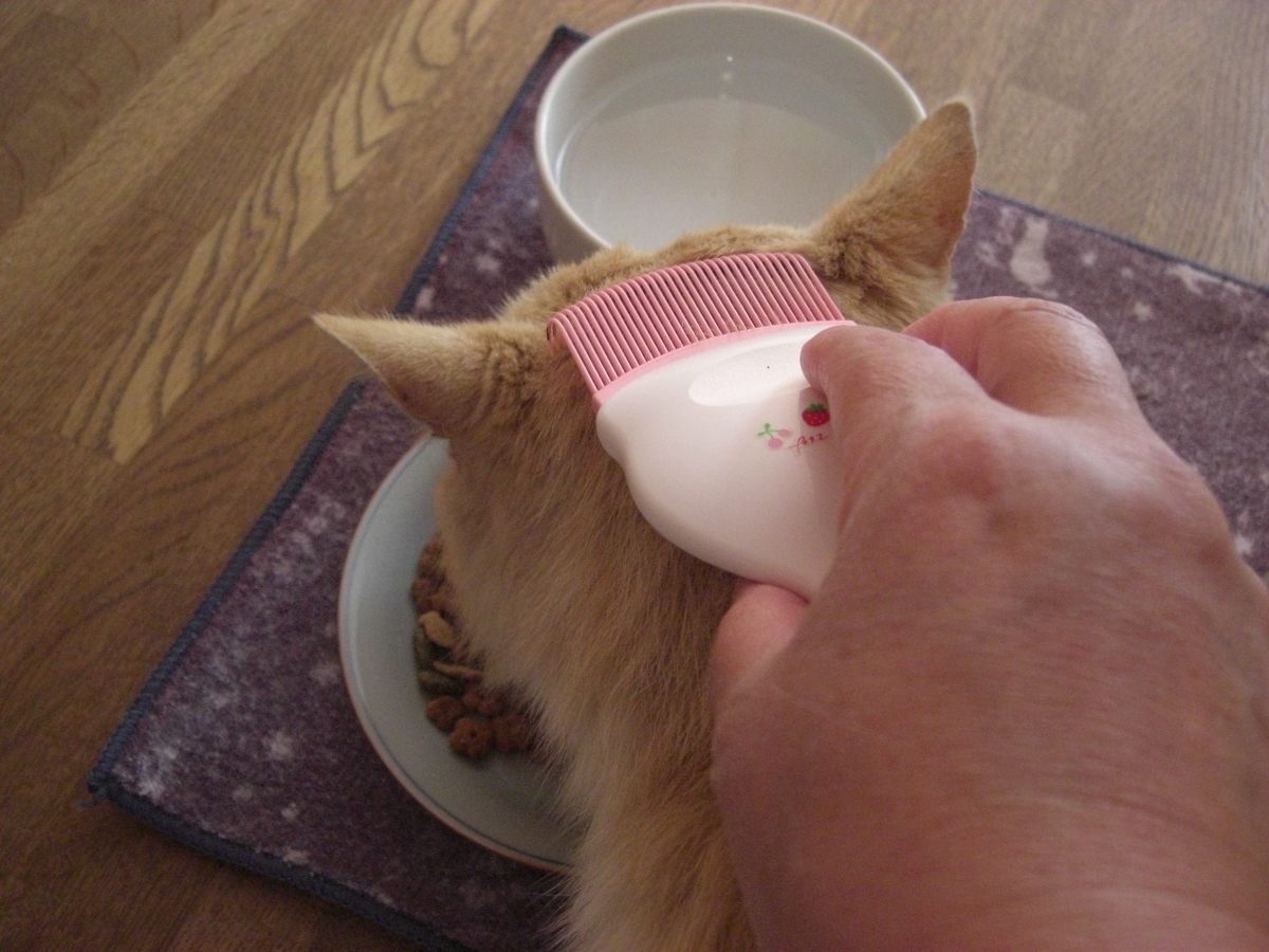 f:id:kaedeya:20190421143951j:plain