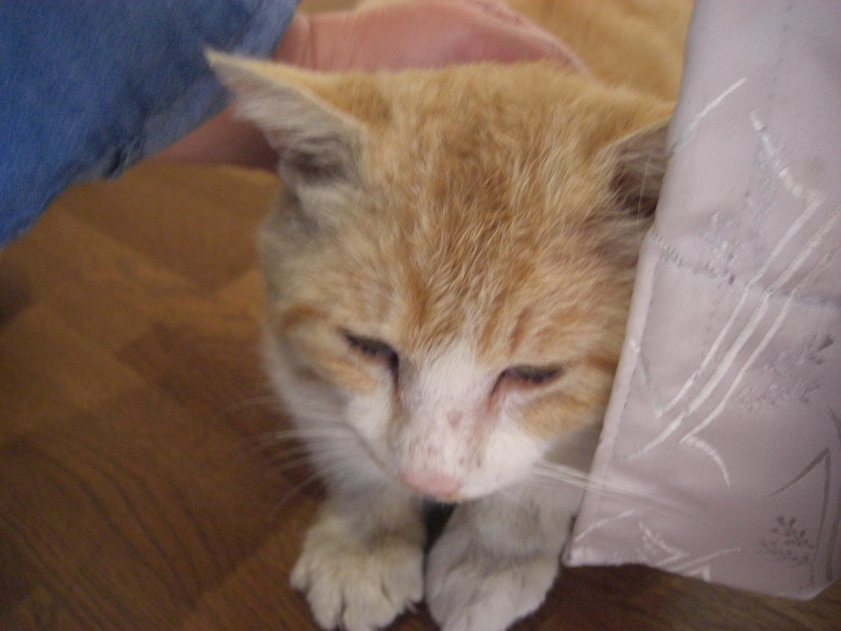 f:id:kaedeya:20190421144338j:plain