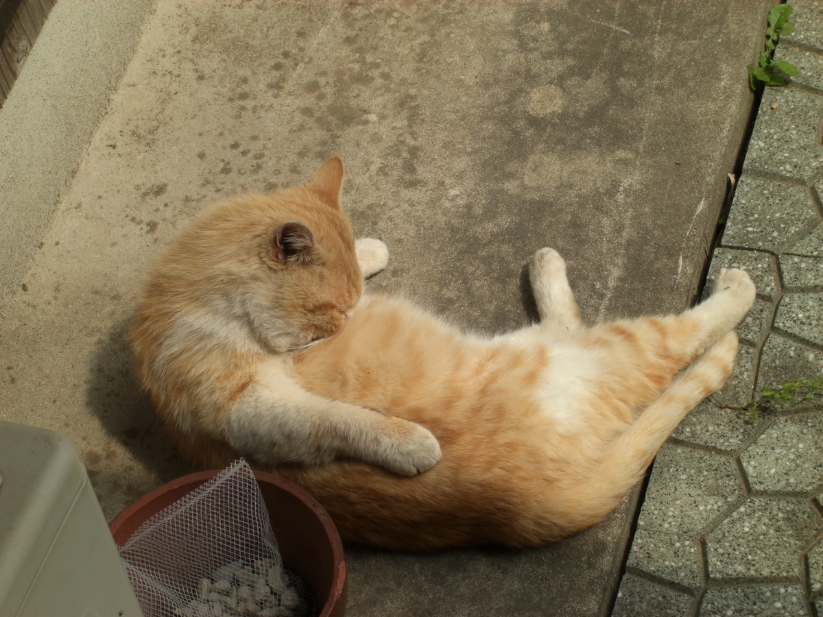 f:id:kaedeya:20190421144858j:plain