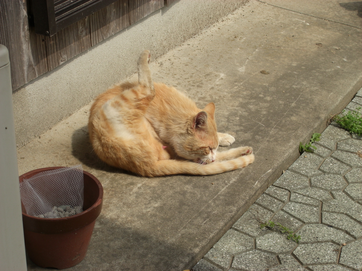 f:id:kaedeya:20190421144926j:plain