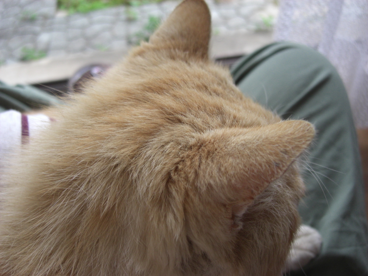 f:id:kaedeya:20190423131307j:plain