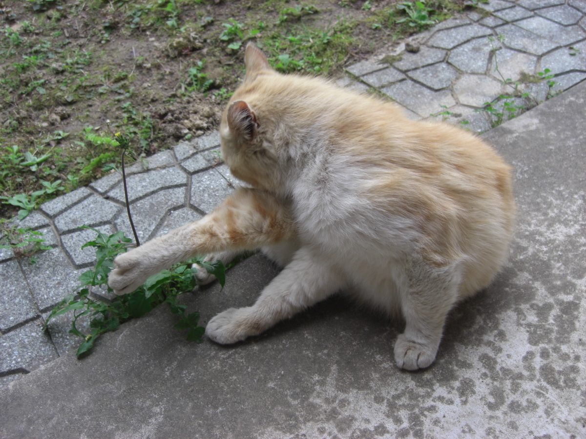 f:id:kaedeya:20190423132057j:plain