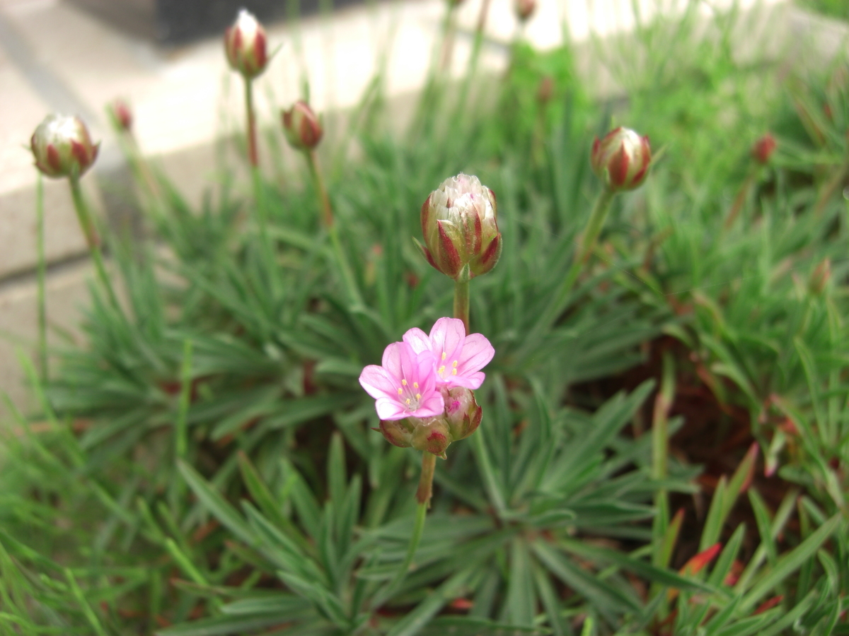 f:id:kaedeya:20190423133032j:plain