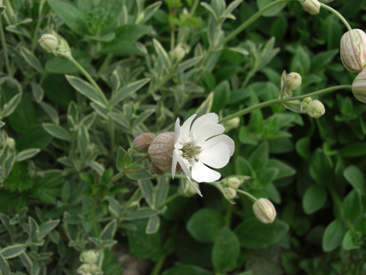 f:id:kaedeya:20190423133050j:plain