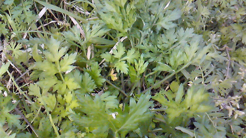 f:id:kaedeya:20190423134824j:plain