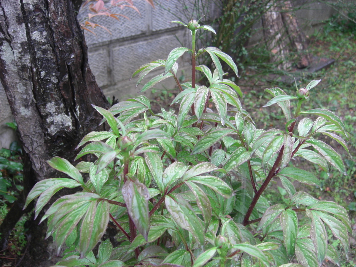 f:id:kaedeya:20190424103422j:plain f:id:kaedeya:20190424103422j:plain