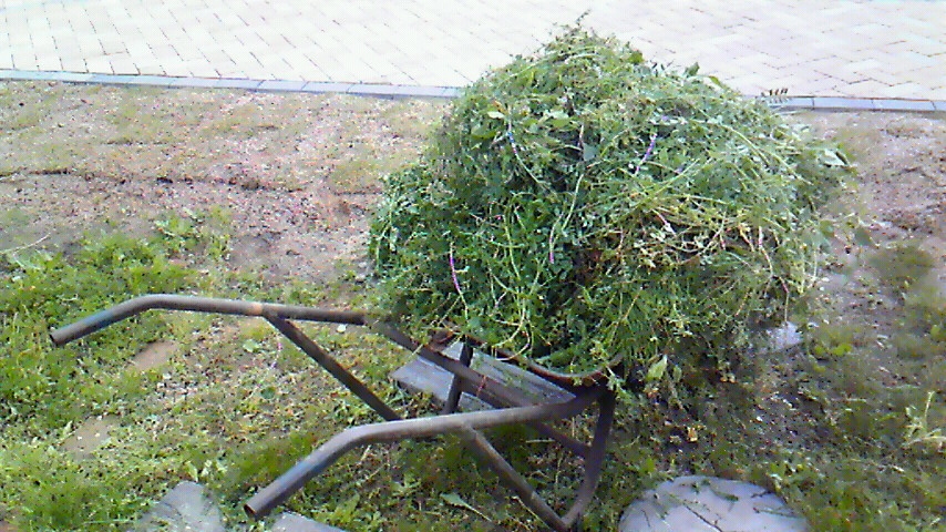 f:id:kaedeya:20190426132238j:plain