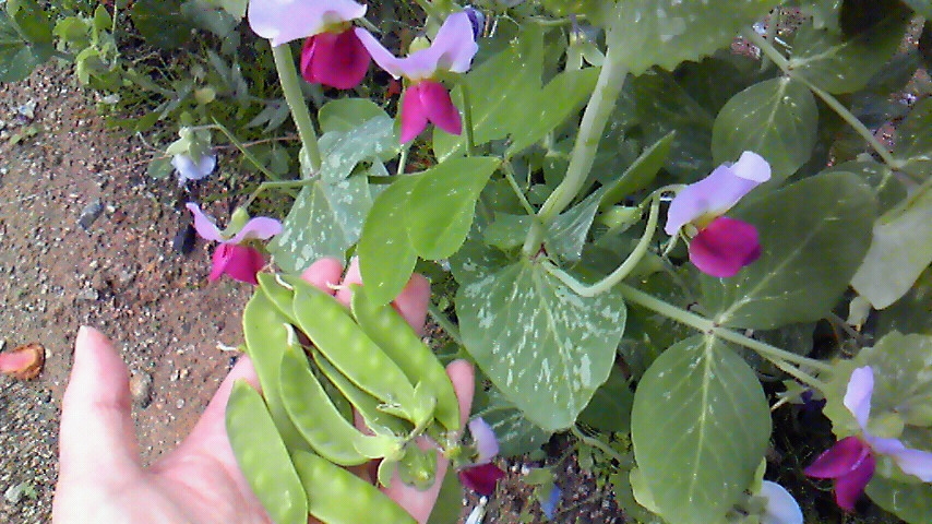 f:id:kaedeya:20190428065528j:plain