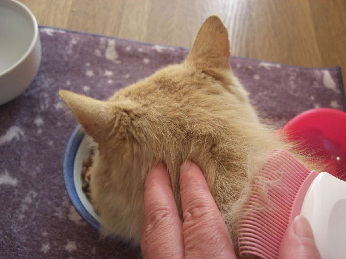 f:id:kaedeya:20190428070931j:plain