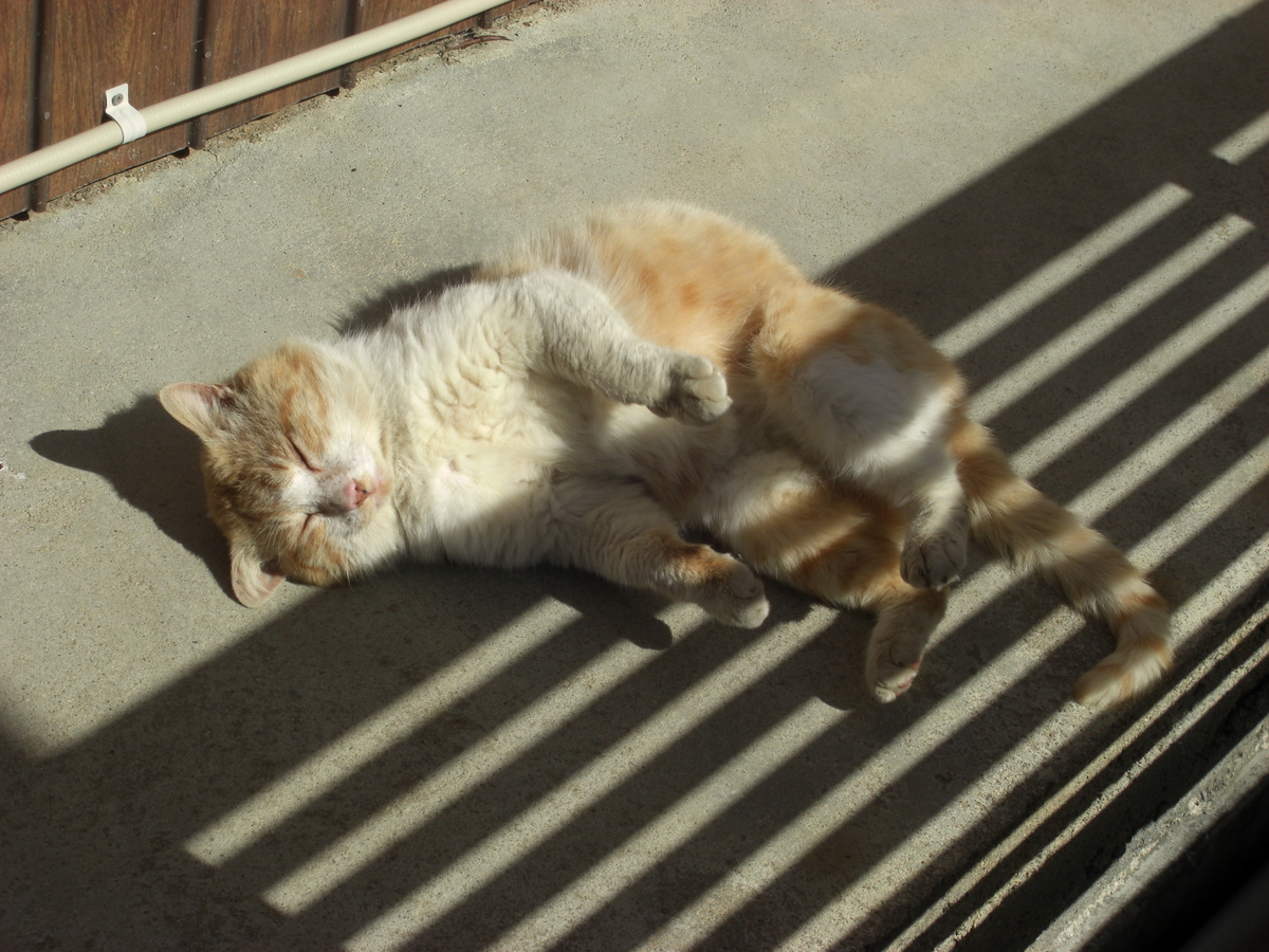 f:id:kaedeya:20190428070955j:plain