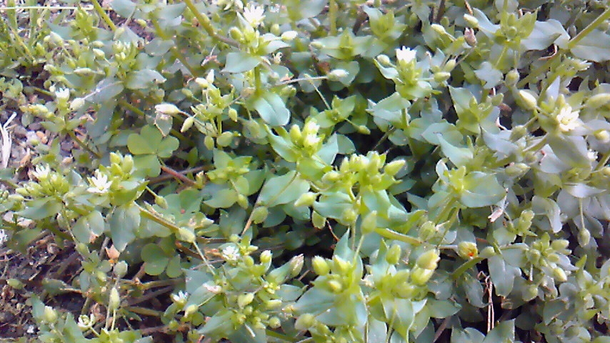 f:id:kaedeya:20190428145147j:plain