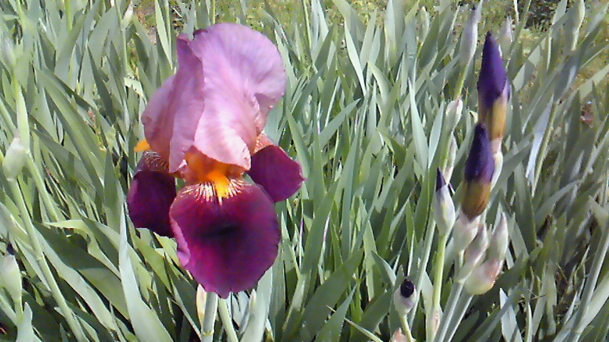 f:id:kaedeya:20190428150630j:plain