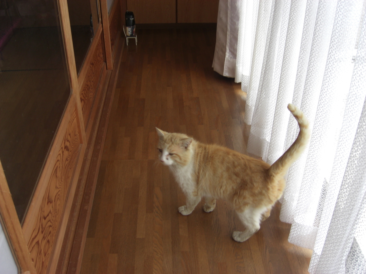 f:id:kaedeya:20190428154056j:plain