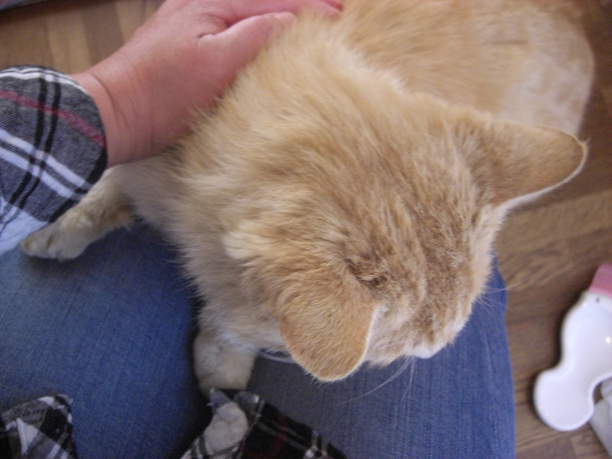 f:id:kaedeya:20190428154123j:plain