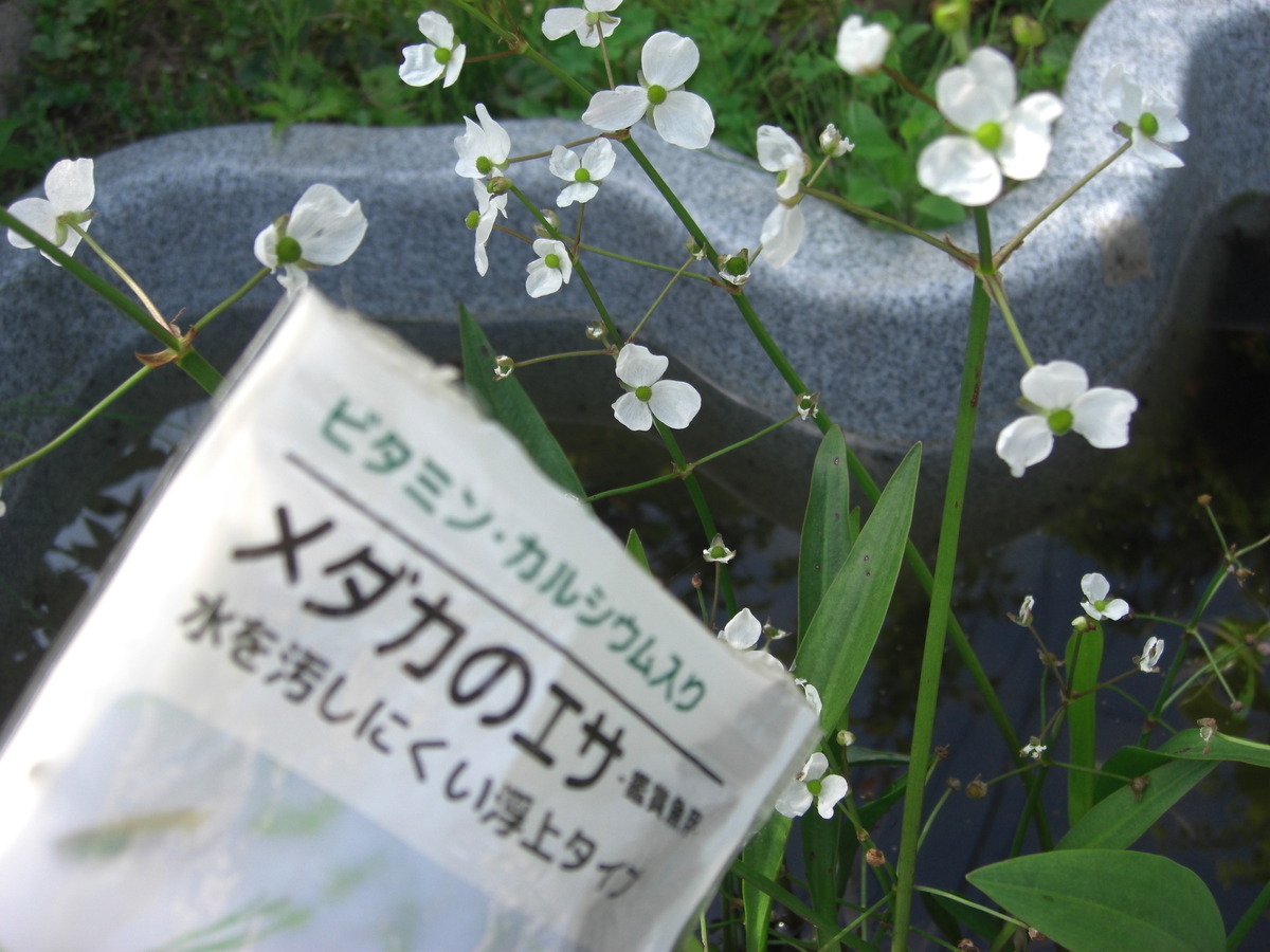 f:id:kaedeya:20190506165920j:plain f:id:kaedeya:20190506165920j:plain
