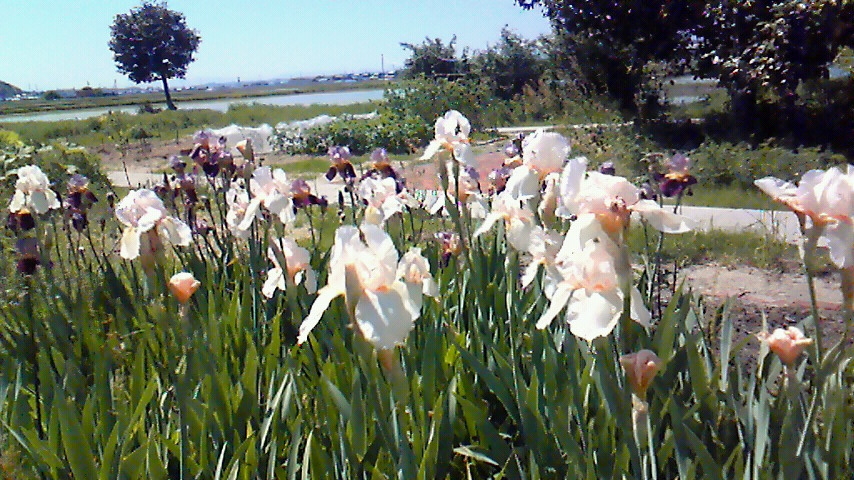 f:id:kaedeya:20190508134524j:plain