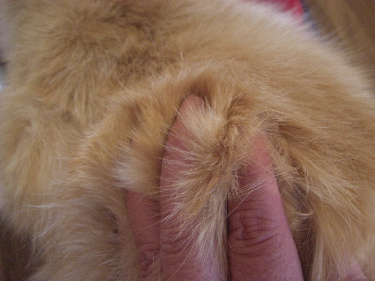 f:id:kaedeya:20190508151610j:plain