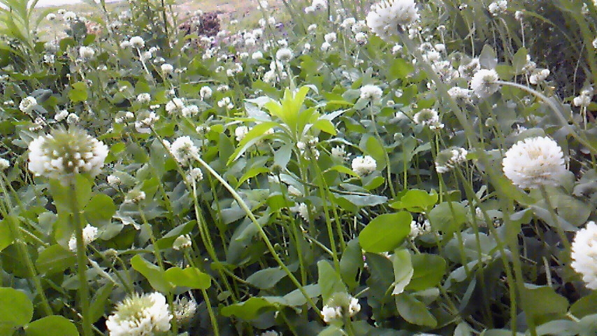 f:id:kaedeya:20190519145057j:plain f:id:kaedeya:20190519145057j:plain
