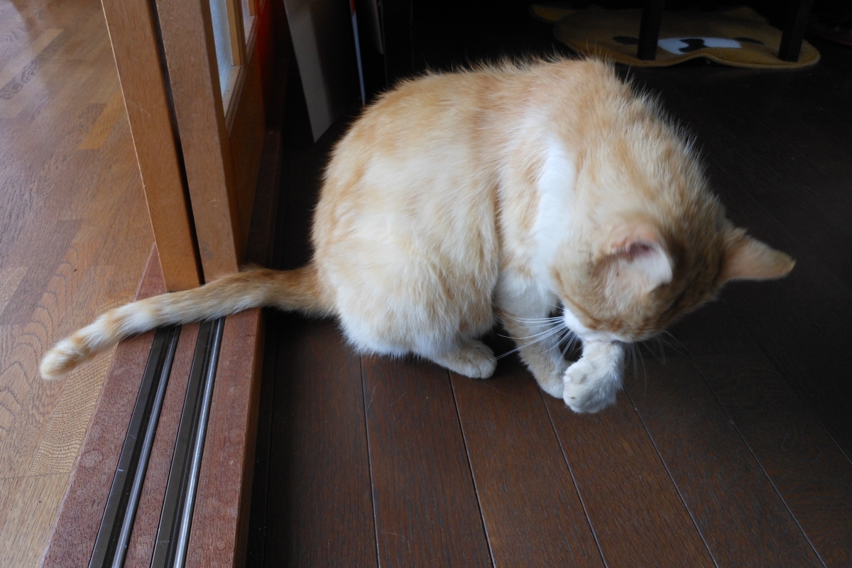f:id:kaedeya:20190612152842j:plain f:id:kaedeya:20190612152842j:plain
