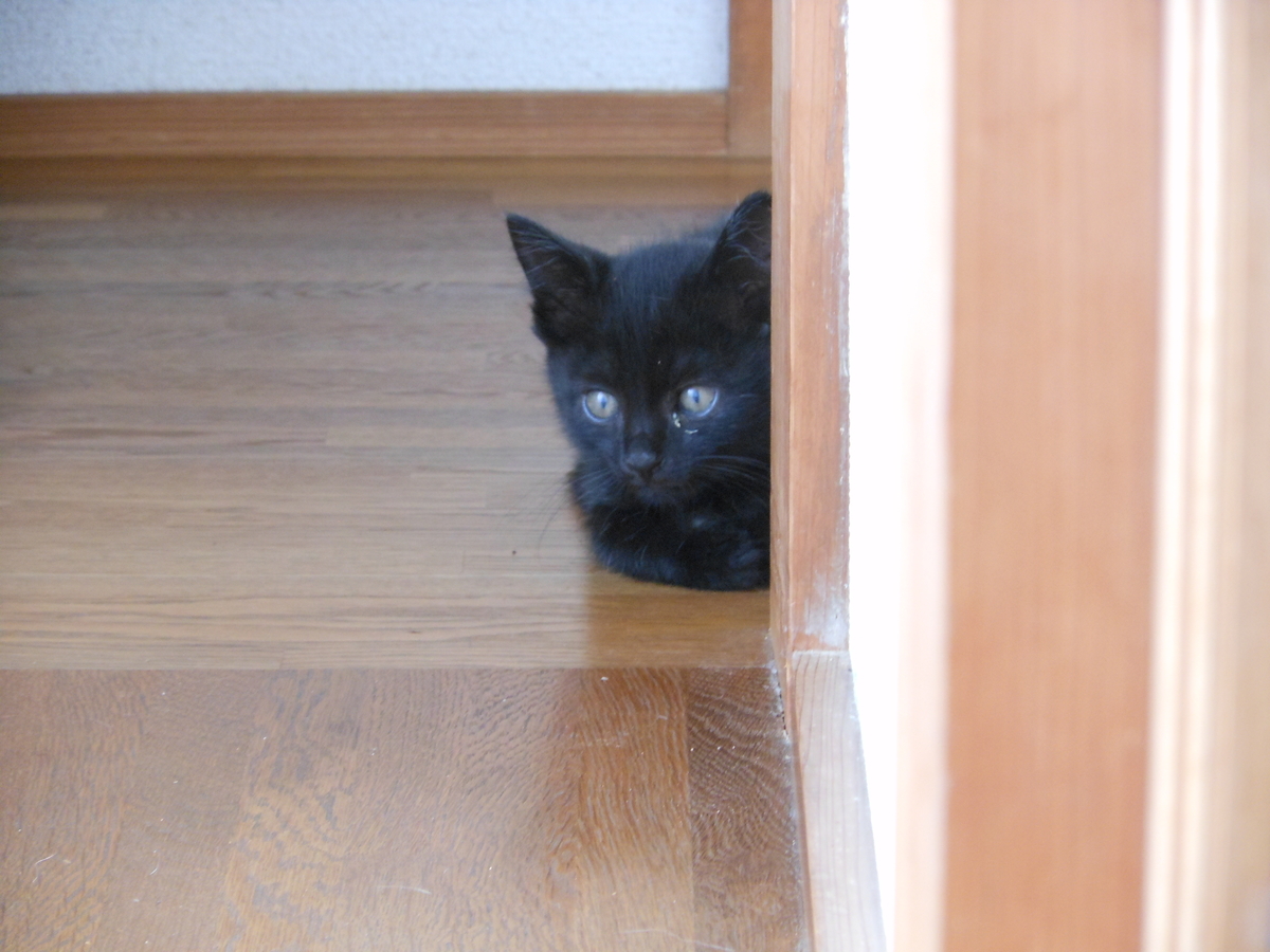f:id:kaedeya:20190626185932j:plain f:id:kaedeya:20190626185932j:plain