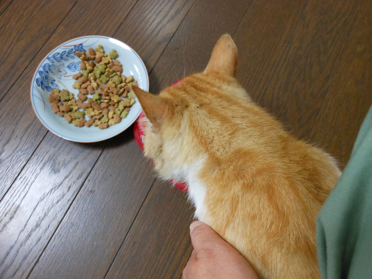 f:id:kaedeya:20190702135656j:plain f:id:kaedeya:20190702135656j:plain