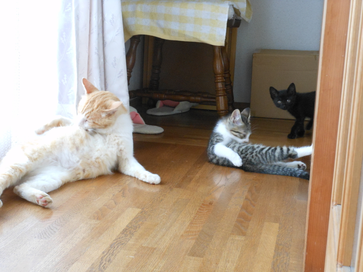 f:id:kaedeya:20190704143418j:plain f:id:kaedeya:20190704143418j:plain