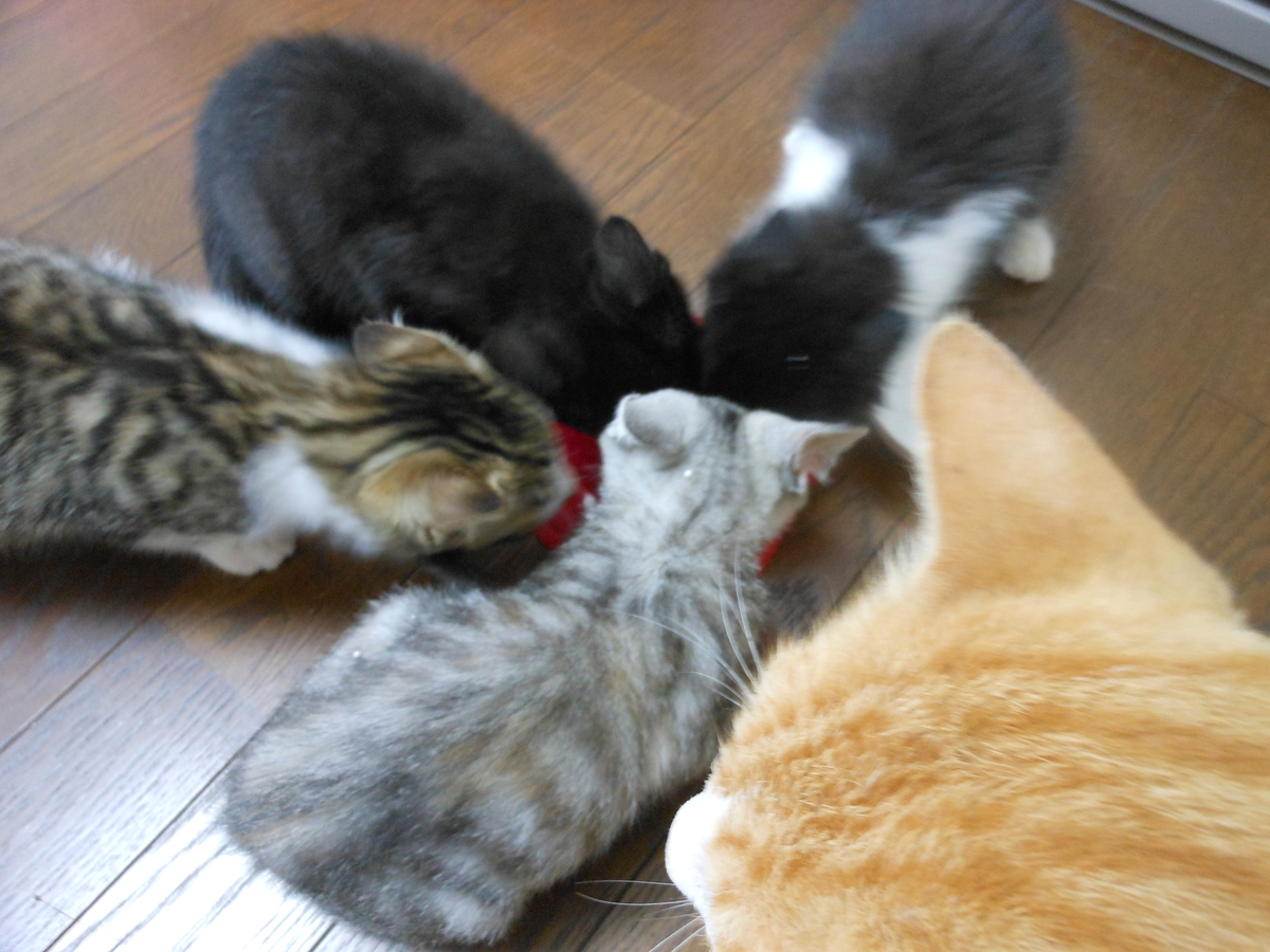 f:id:kaedeya:20190713145745j:plain f:id:kaedeya:20190713145745j:plain