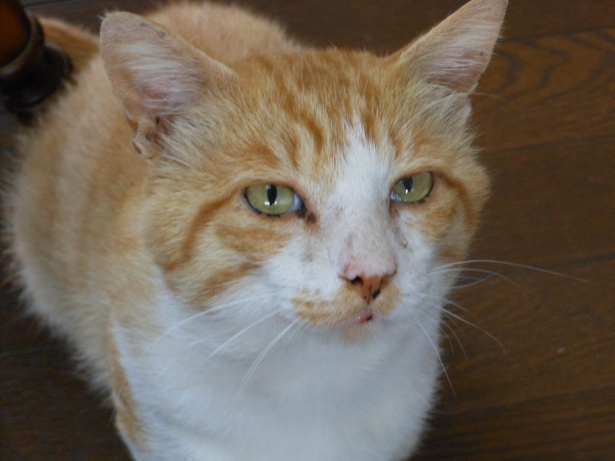 f:id:kaedeya:20190713162127j:plain f:id:kaedeya:20190713162127j:plain